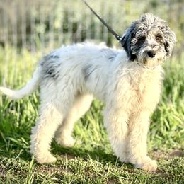 Goldendoodles and Poodles from Starlight Goldendoodles