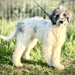 Goldendoodles and Poodles from Starlight Goldendoodles
