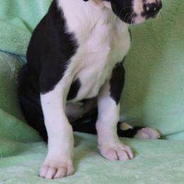 Great Danes from Boulder View Danes