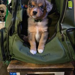 Wraith - Blue merle male Miniature Australian Shepherd puppy in Arlington, Texas from CopperHead Aussies
