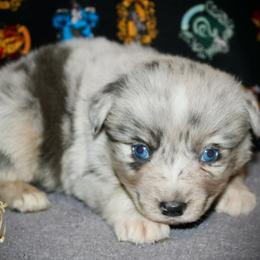 Colt - Blue merle male Miniature Australian Shepherd puppy in El Dorado Springs, Missouri from HP Aussie Kennels