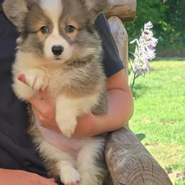 Purple Collar Female - Red female Pembroke Welsh Corgi puppy in Tenino, Washington from LoneStar Corgis NW