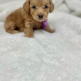 Maltipoo Puppies from Piper N Penny