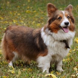 Pembroke Welsh Corgis from Metzger Homestead