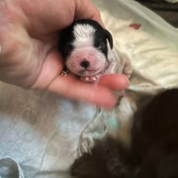 Cocker Spaniel Puppies from Cockers of Country Lane