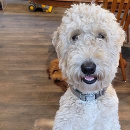 Mipha - Goldendoodle