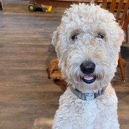 Mipha - Goldendoodle