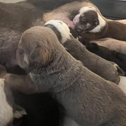 Bulldog Puppies from Adam's Bulldogs