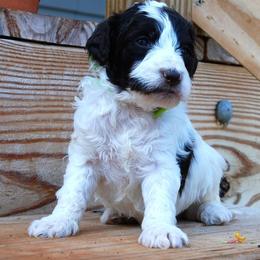Goldendoodle and Poodle Puppies from High Cotton Doodles