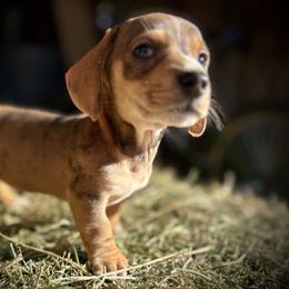 Dachshund Puppies from Ranchy Doxies