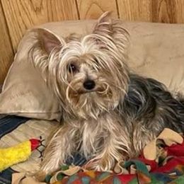 Lizzy - Yorkshire Terrier