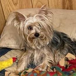 Lizzy - Yorkshire Terrier
