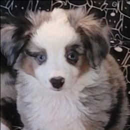 Monkey - Blue merle male Toy Australian Shepherd puppy in Orange Park, Florida from Janousek Farms