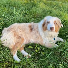 Australian Shepherds from Misty Feather Aussies
