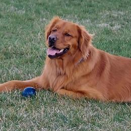 Golden Retrievers from Dream Big Golden Retrievers