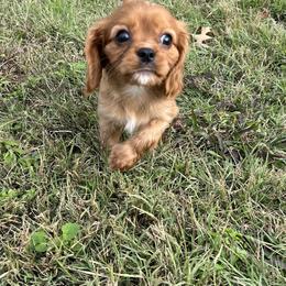 Cavalier King Charles Spaniel Puppies from McGregor's Cavalier King Charles Spaniels