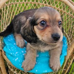 Shiver - Cream female Dachshund puppy in Lakeland, Florida from Buckwild Doxies