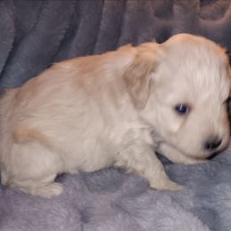 Male 2 - Wheaten male Miniature Schnauzer puppy in Shoshone, Idaho from Debra Kruse's Miniature Schnauzers