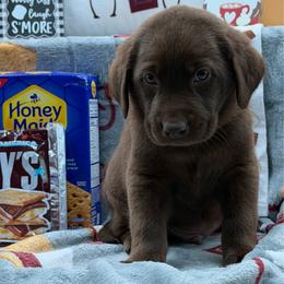 Green - Chocolate male Labrador Retriever puppy in Heath Springs, South Carolina from Rich Hill Retrievers