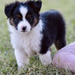 Jimmy - Black tri male Toy Australian Shepherd puppy in Wichita Falls, Texas from Shooting Stars Ranch Toy and Mini Aussies