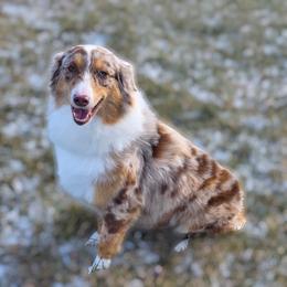 Peaches - Australian Shepherd