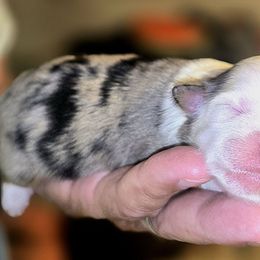 Toy Australian Shepherd puppies from High Desert Companions