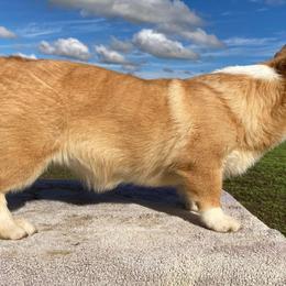 Pembroke Welsh Corgi Puppies from Boehm’s Pembroke corgis