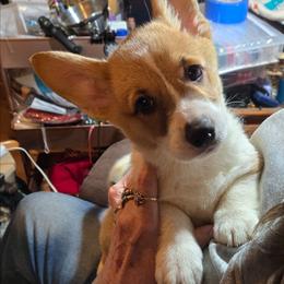 Pink collar Belle - Red female Pembroke Welsh Corgi puppy in Shelton, Washington from Gingersnap Pembroke Welsh Corgis