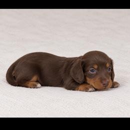 Choco - Chocolate and cream male Dachshund puppy in Bakersfield, California from Pretty Dachshunds 661