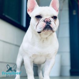 Boxers and French Bulldogs from The Bakery