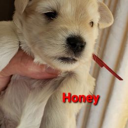 Miniature Schnauzer Puppies from Mountain View Schnauzers