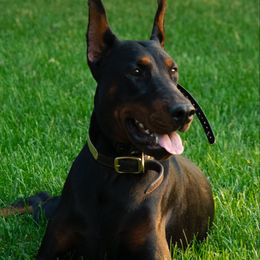 Doberman Pinscher and French Bulldog All Grown Up from The Defender Farm