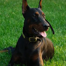 Doberman Pinscher and French Bulldog All Grown Up from The Defender Farm
