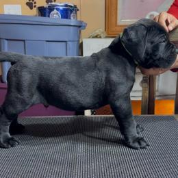 1st pick Black male - Black male Cane Corso puppy in Clewiston, Florida from Far From Average Kennels