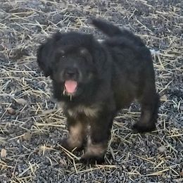 Aussiedoodle, Bernedoodle, Poodle, Shihpoo, and Shih Tzu Puppies from Route 66 Poodles & Doodles, Sapphire Shih-tzu's of Ohio