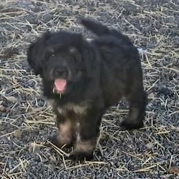 Aussiedoodle, Bernedoodle, Poodle, Shihpoo, and Shih Tzu Puppies from Route 66 Poodles & Doodles, Sapphire Shih-tzu's of Ohio