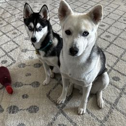 Arkyn - Alaskan Klee Kai