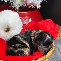 Pepper's Pom Poms - Blue merle male Pomeranian puppy in Plant City, Florida from Pepper's Pomeranians