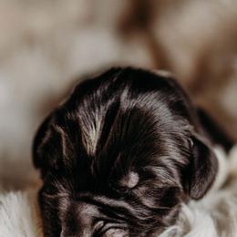 Newfoundland Puppies from Kinson Ridge Giants