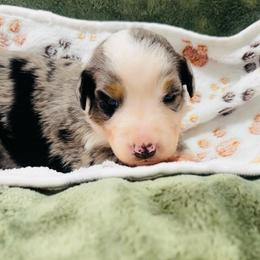 Rhett - Blue merle male Australian Shepherd puppy in Mckenzie, Tennessee from Whispering Iris Aussies