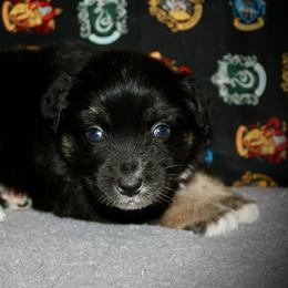 Skittles - Black tri female Miniature Australian Shepherd puppy in El Dorado Springs, Missouri from HP Aussie Kennels