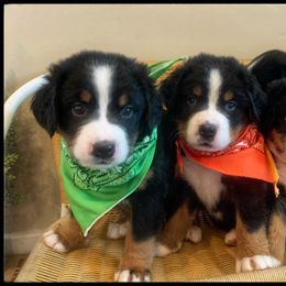 Bernese Mountain Dog Puppies from Hideaway Farm