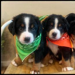 Bernese Mountain Dog Puppies from Hideaway Farm
