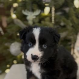Bobby Flay - Black tri male Miniature Australian Shepherd puppy in Queen Creek, Arizona from Arizona Aussies