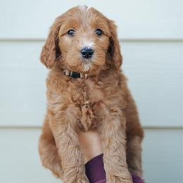 Burgundy girl - Pocahontas - Red  female Goldendoodle puppy in Duncan, South Carolina from Abner Creek Poodles & Doodles