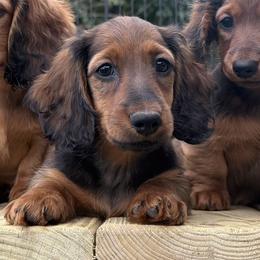 Johnny - Red male Dachshund puppy in Easton, New York from Diamond K Doxies