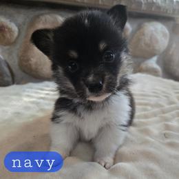 Navy - Black and tan male Pembroke Welsh Corgi puppy in Necedah, Wisconsin from The 6Ks Paws and Hobbies
