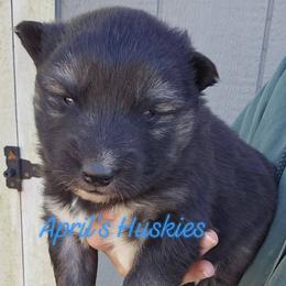 Boy 1 - Agouti and white male Siberian Husky puppy in Terre Haute, Indiana from April's Huskies