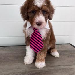 Boone - Sable male Bernedoodle puppy in Garrettsville, Ohio from Sunset Family Farm
