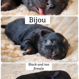 Bijou - Black and white female Shichon puppy in Pennsylvania from Manor Hills Shih Tzus